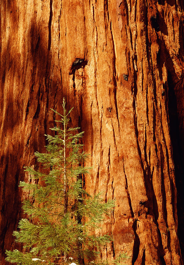 Sequoia Trees At The Sequoia National Park In California Photograph by Harald Sund