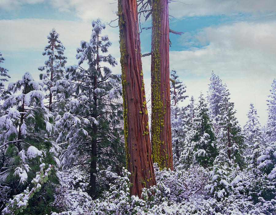 Yosemite National Park Photograph - Sequoia Trees Mariposa Grove Yosemite National Park, California by Tim Fitzharris