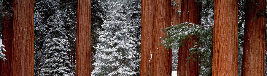 Sequoia Trees Sequoia National Park CA USA Photograph by Panoramic Images