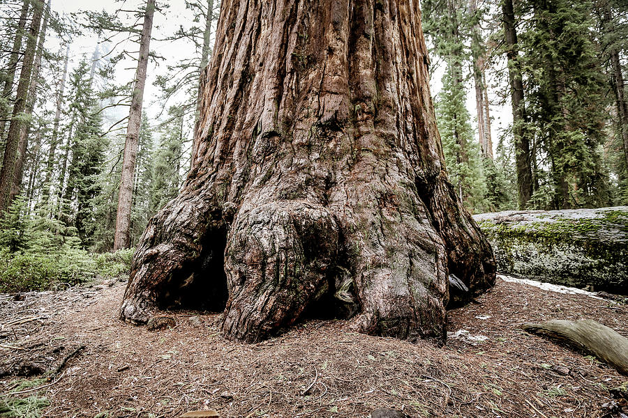 Sequoia Trunk Photograph by Alberto Zanoni