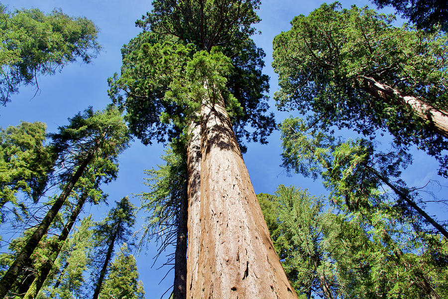 Sequoie Tree Tops in Sequoia National Park, California Photograph by ...