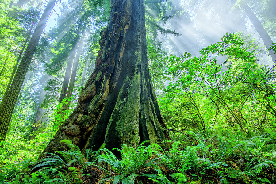 Redwood National Park Photograph -  Sequoioideae by Christian Heeb