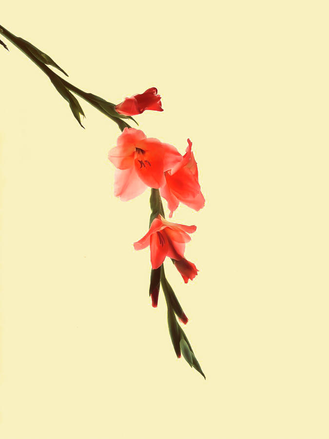 Serena Gladiolus Botanical Photograph by Maz Ghani
