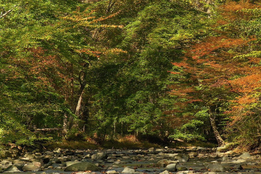 Serenade of Autumns Edge Photograph by Dodie Ross Serenade of Autumns Edge Photograph by Dodie Ross