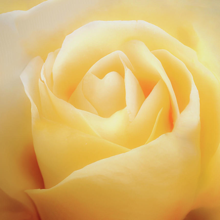 Serenade of Sunshine Yellow Rose Photograph by Gary Geddes