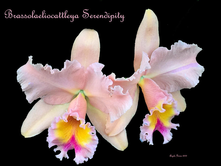 Serendipity by Angela Davies Serendipity by Angela Davies