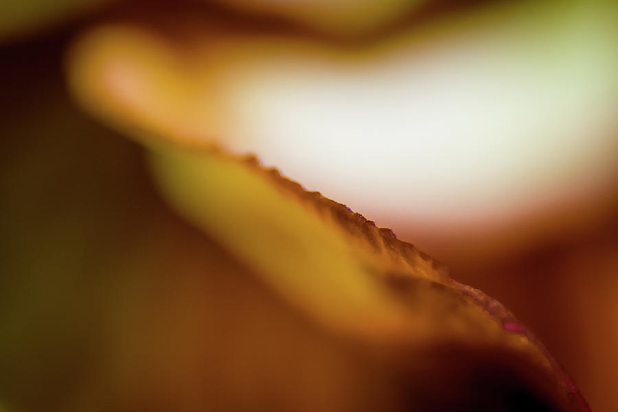 Abstract Photograph - Serene by Artspark Photography