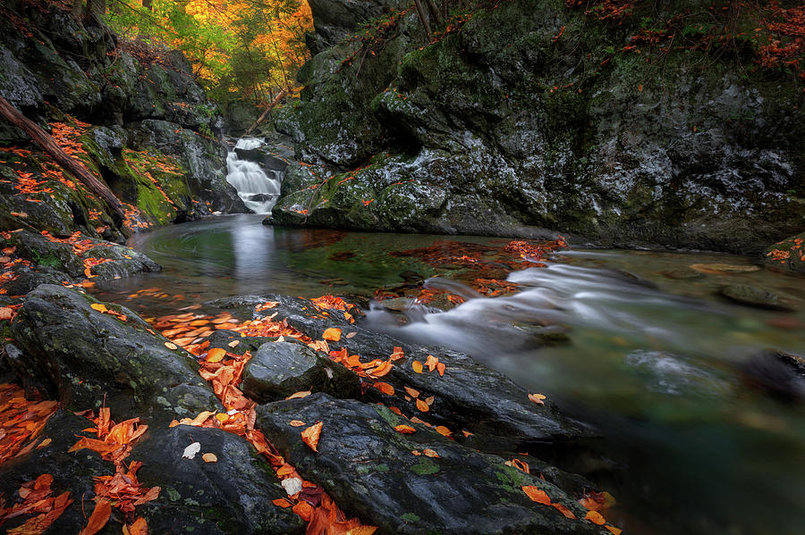 Serene Autumn Stream Photograph by Bill Wakeley