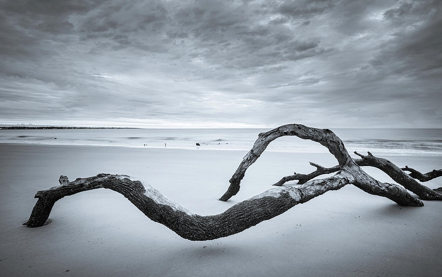 Serene Driftwood Beach In Black And White Photograph by Jordan Hill
