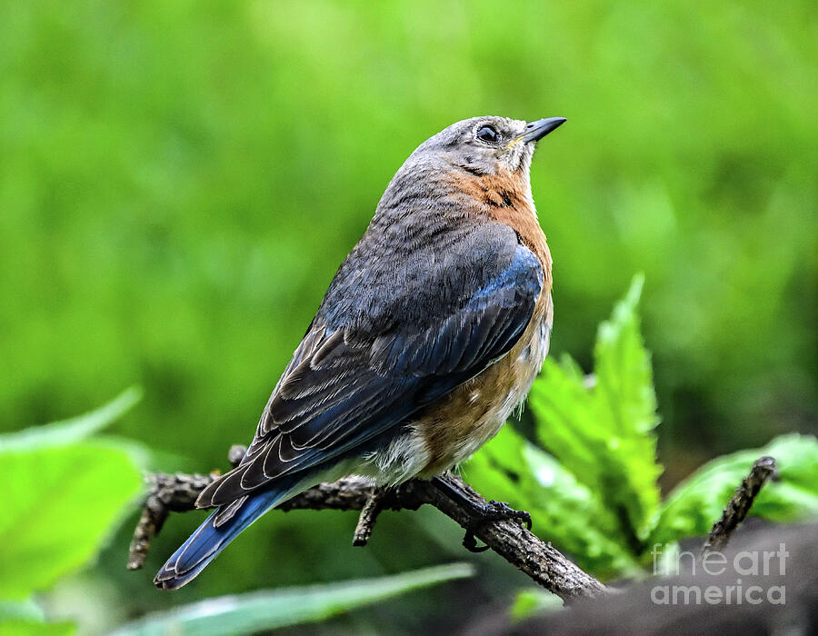 Serene Eastern Female Bluebird Photograph