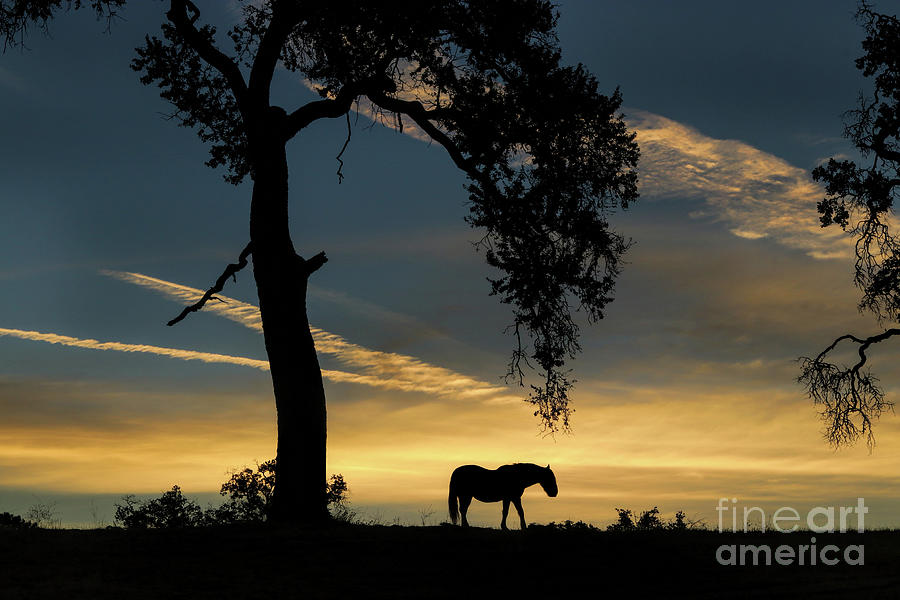 Serene Horse and Oak Tree in Golden Sunset Silhouetted Photograph by Stephanie Laird