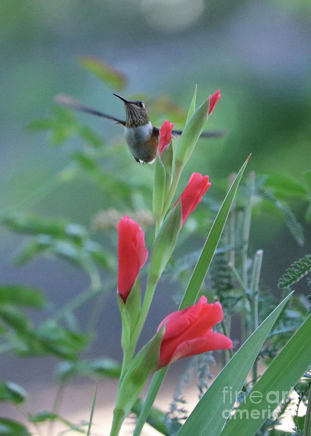 Serene Hummingbird In Garden Photograph