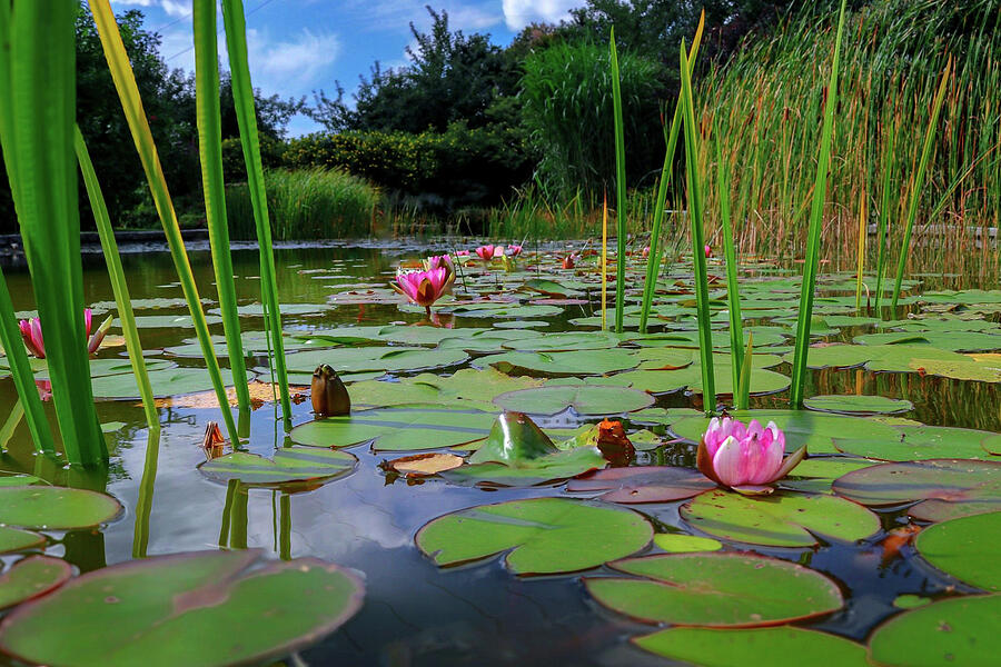 Tranquil Water Lilies - German Park Landscape Nature Photography Print Photograph by Brigitte Blanchette Thompson Tranquil Water Lilies - German Park Landscape Nature Photography Print Photograph by Brigitte Blanchette Thompson
