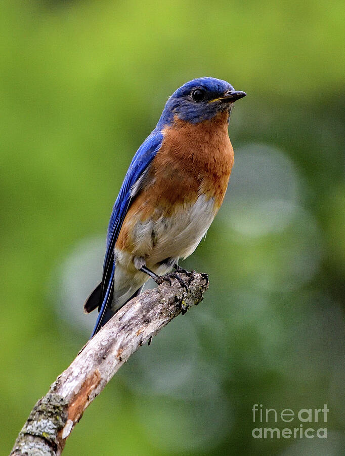 Serene Male Eastern Bluebird Photograph