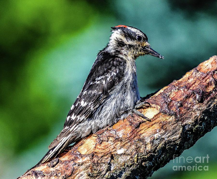Serene Male Hairy Woodpecker Photograph