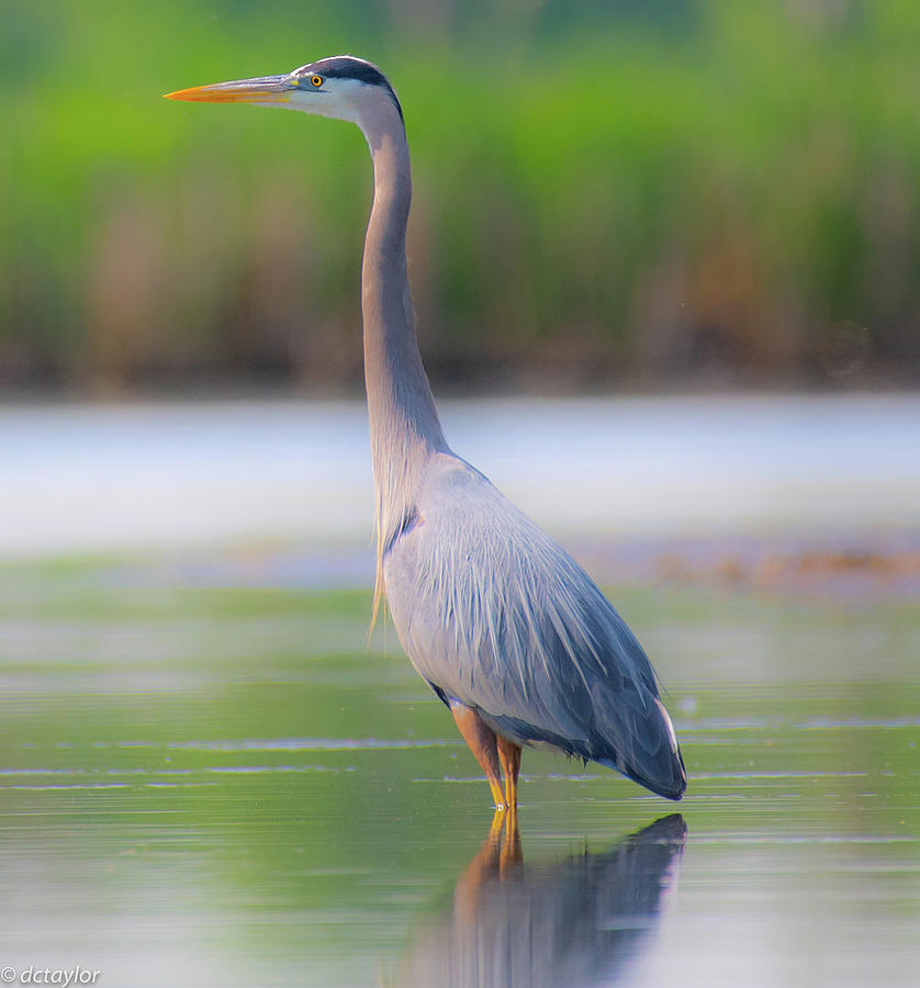 Serene Natural Beauty Photograph By David Taylor - Fine Art America