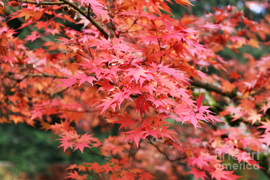 Serene Orange Maple Leaves Photograph by Carol Groenen