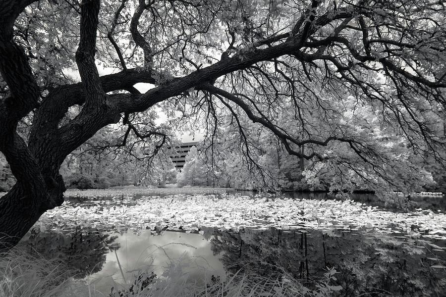 Serene Pond Infrared Photograph by Liza Eckardt