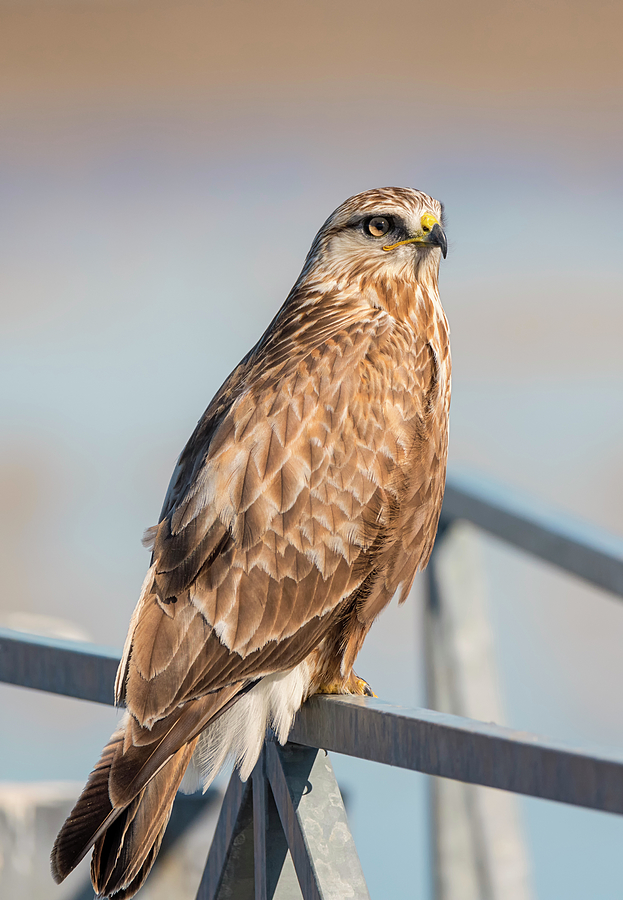 Serene Rough Legged Hawk Photograph by Loree Johnson