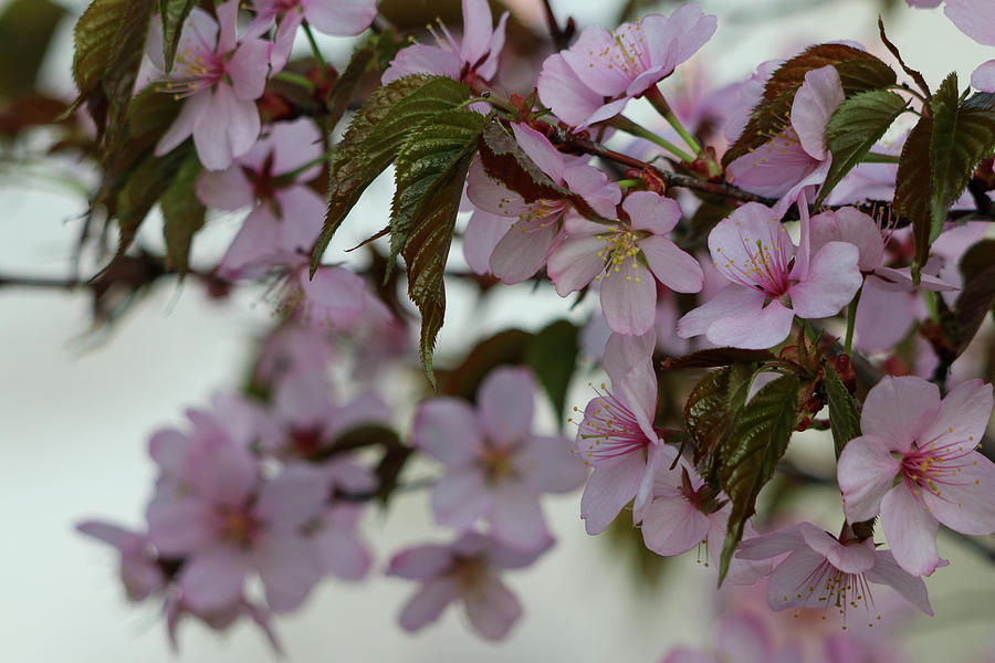 Serene Sakura II Photograph