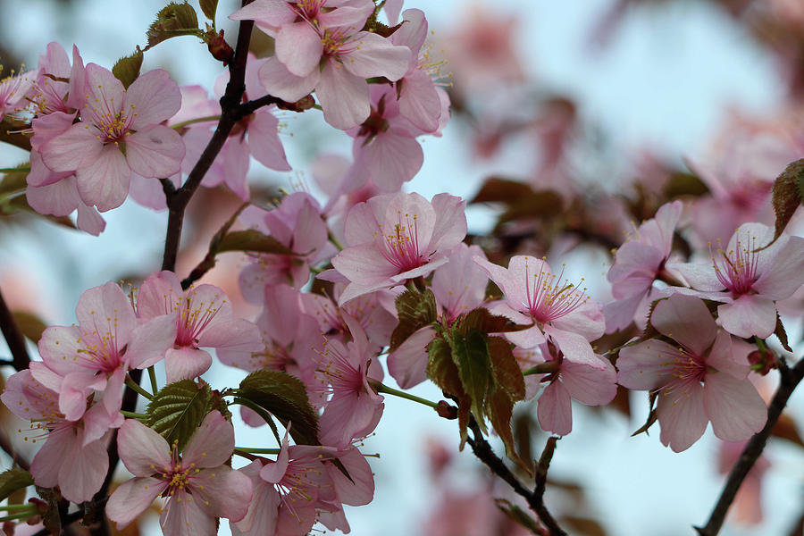 Serene Sakura Photograph by Mary Anne Delgado