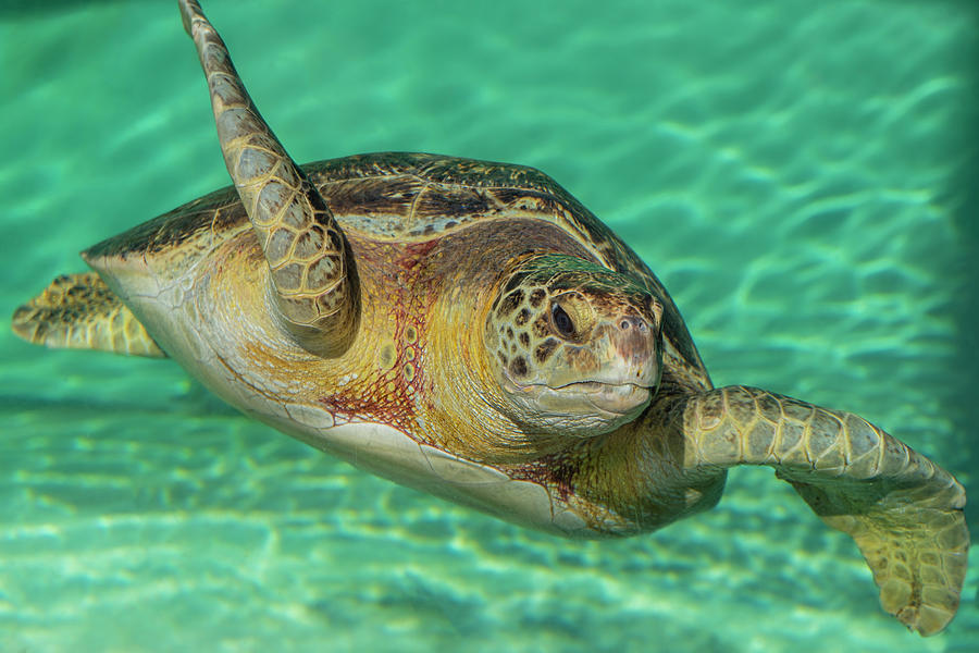Seaturtle Photograph - Serene Sea Turtle by Jonathan Hansen Seaturtle Photograph - Serene Sea Turtle by Jonathan Hansen