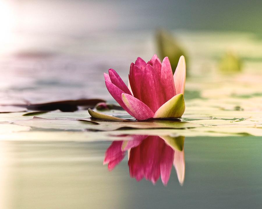 Serene Water Lily Photograph by Susan Rydberg