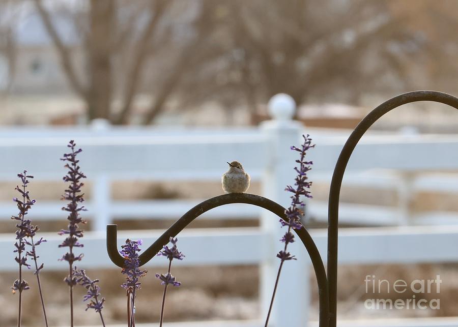 Serene Winter Hummingbird Photograph by Carol Groenen