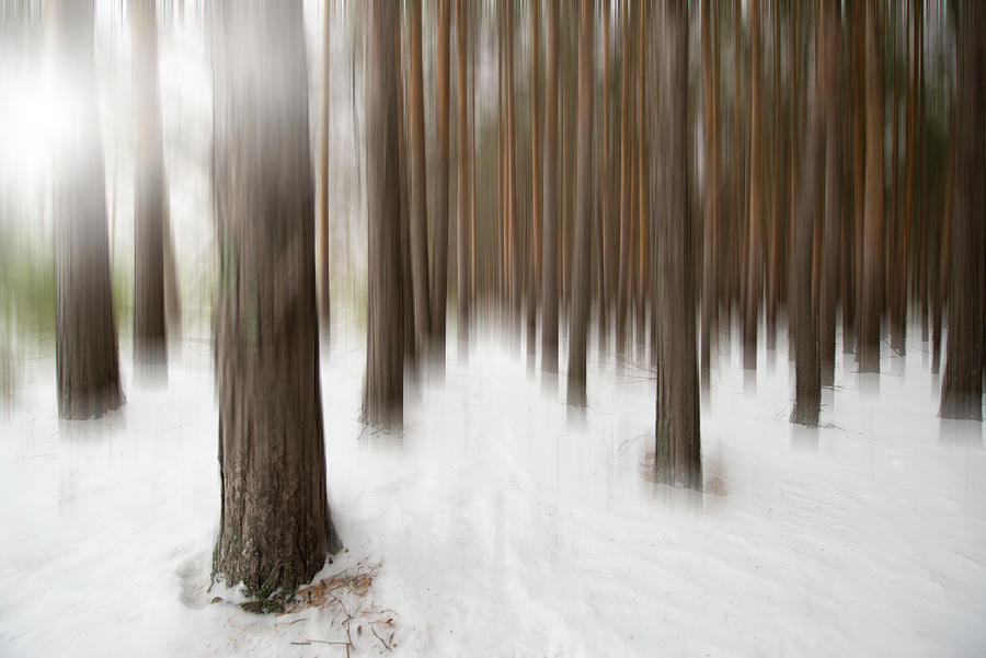Serene Woodland Photograph by Denise LeBleu