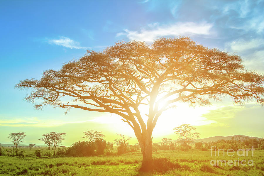 Serengeti acacia tree at sunrise Photograph by Benny Marty