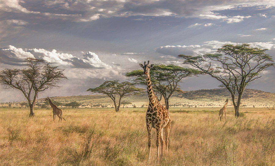 Serengeti Allure, Tanzania Photograph by Marcy Wielfaert