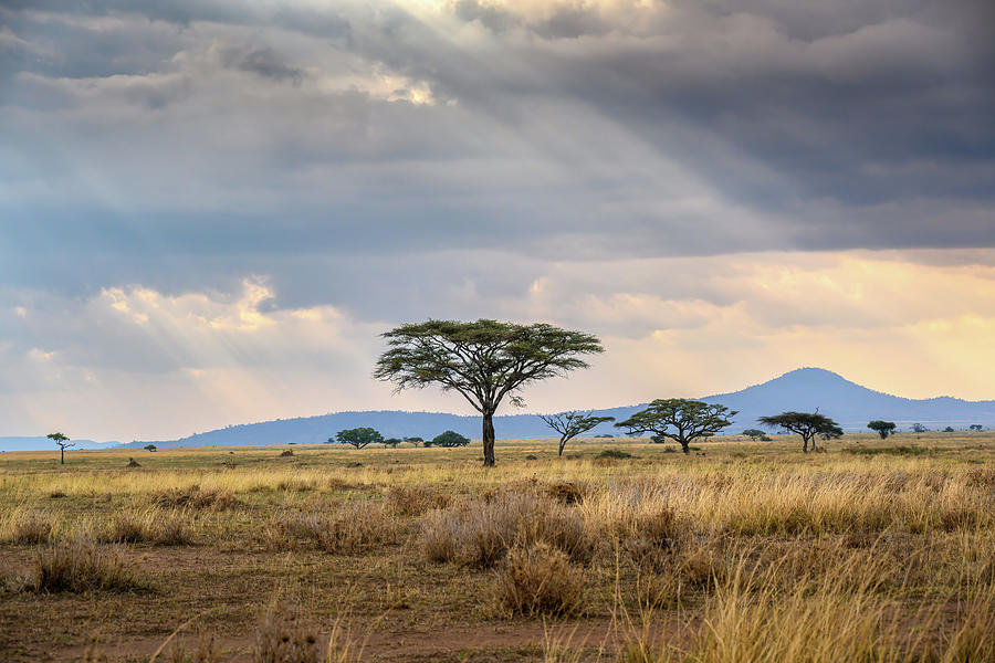 Serengeti Photograph by David Hart