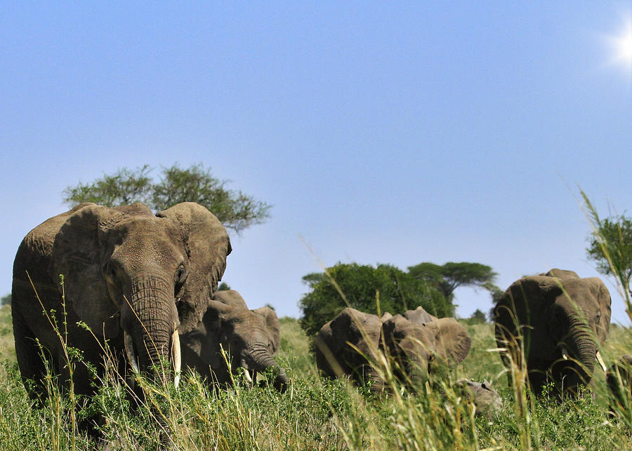 Serengeti Elephant Family Photograph by Gene Taylor