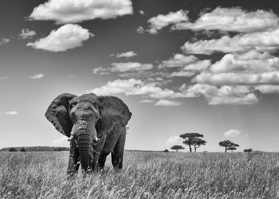 Serengeti Elephant Photograph by Max Waugh