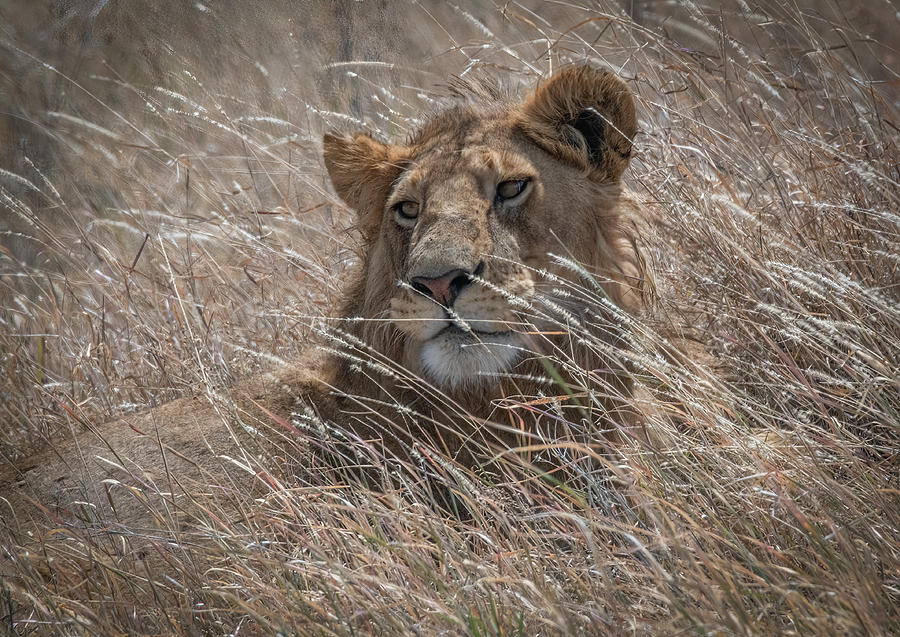 Serengeti Male Lion Portrait Photograph by Marcy Wielfaert