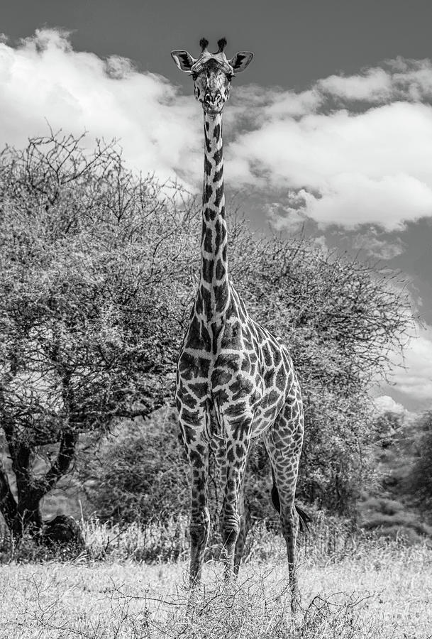Serengeti Giraffe, Black and White Photograph by Marcy Wielfaert
