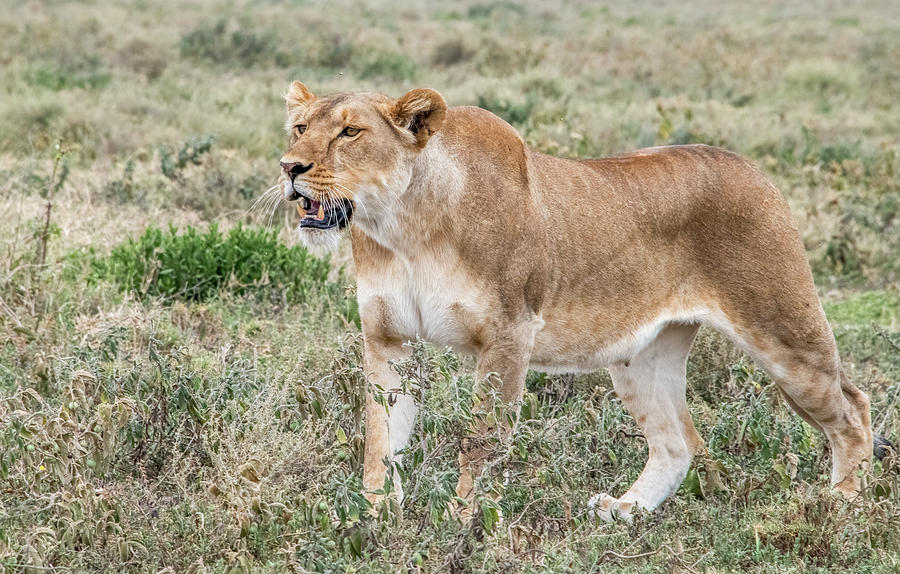 Serengeti Hunter, A Lioness on the Prowl Photograph by Marcy Wielfaert