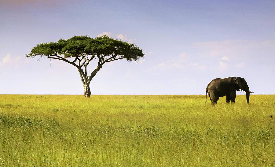 Serengeti Icons Photograph by Zeljko Kozomara | Fine Art America