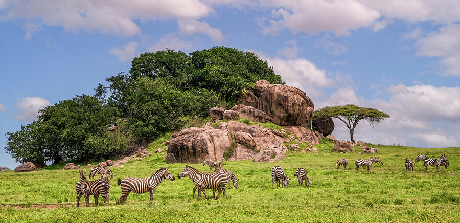 Serengeti Kopje with Grazing Zebras Photograph by Marcy Wielfaert