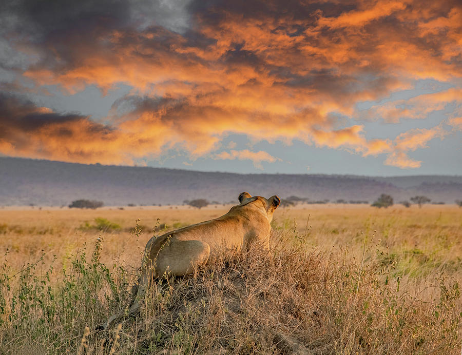 Serengeti Lion Enjoys Sunset Photograph by Marcy Wielfaert