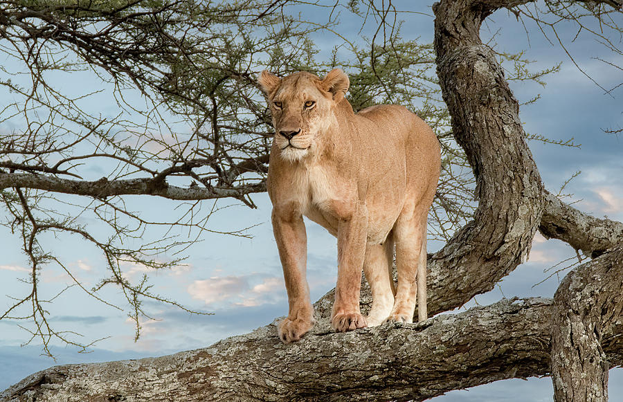 Serengeti Lion in a Tree Photograph by Marcy Wielfaert