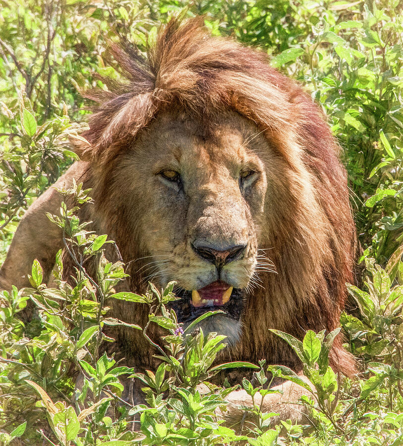 Serengeti Lion Portrait Photograph by Marcy Wielfaert