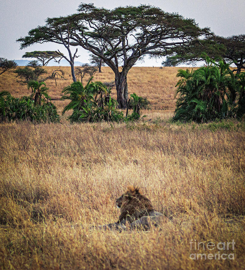 Serengeti Plains Photograph by Lev Kaytsner