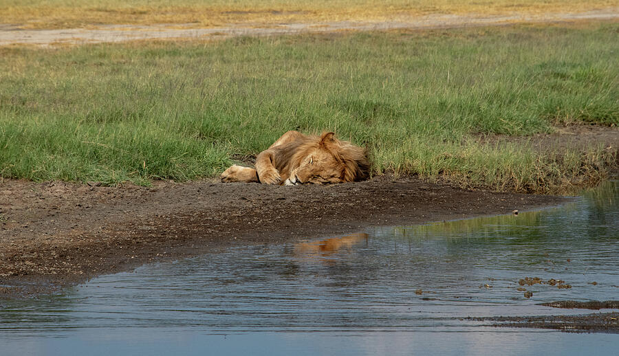 Serengeti Siesta Reflections Photograph by Marcy Wielfaert