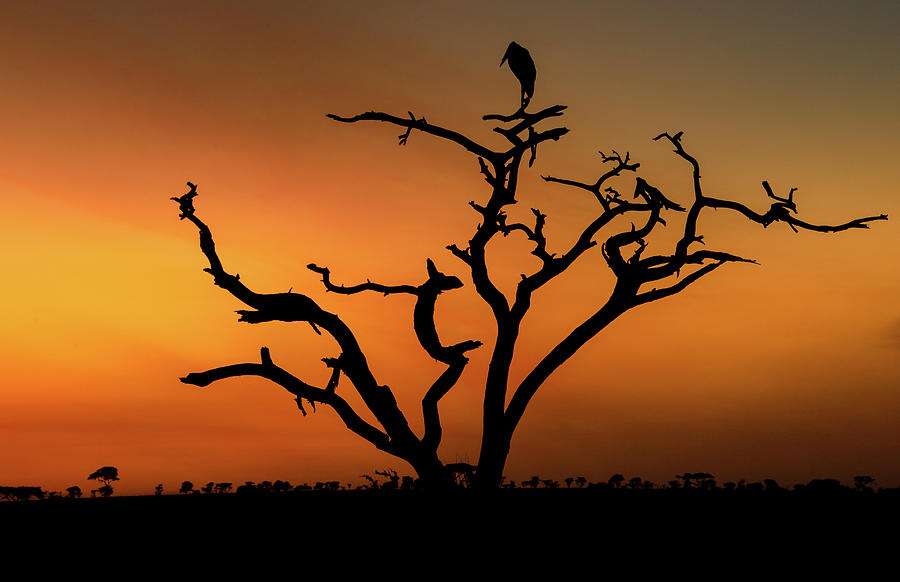 Serengeti Sunrise Photograph by Marcy Wielfaert