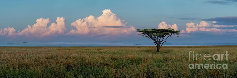 Serengeti Sunrise Photograph by Sandra Bronstein