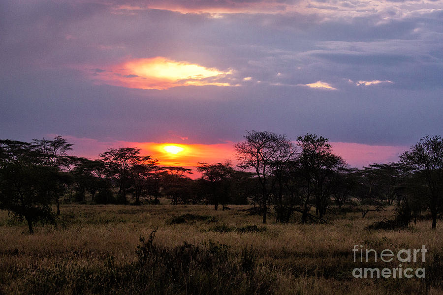 Serengeti Sunset 1 Photograph by Timothy Hacker