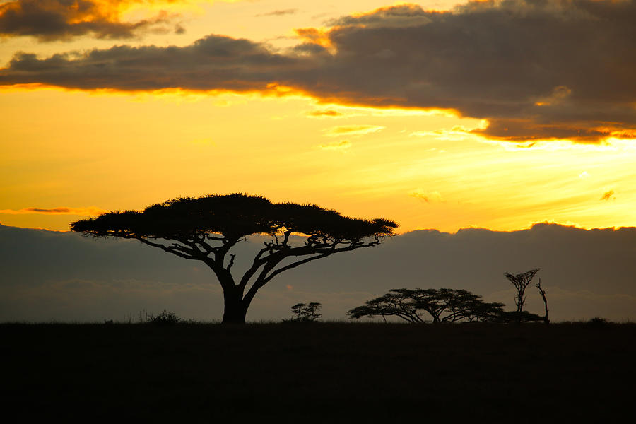 Serengeti Sunset Photograph