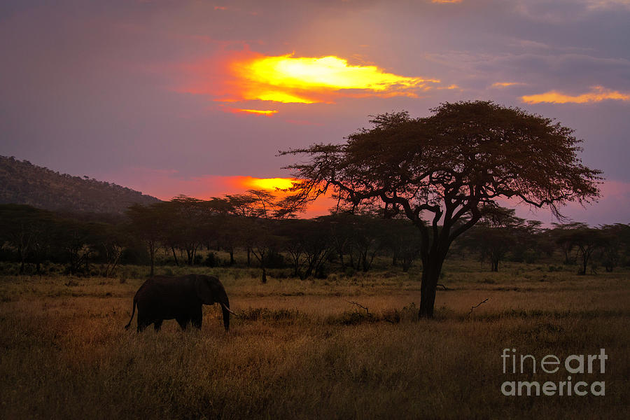 Serengeti Sunset Photograph by Timothy Hacker