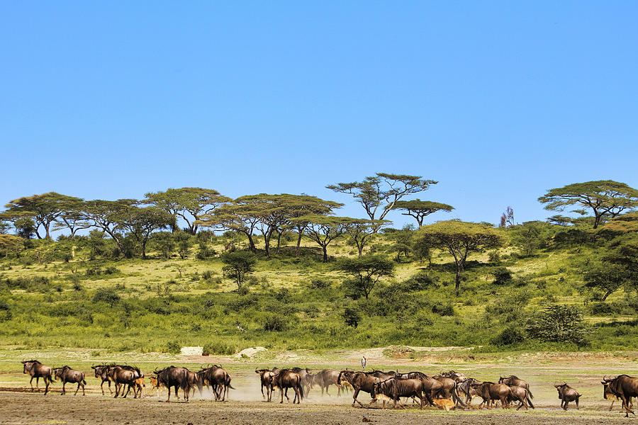 Serengeti Wildebeest Moving Photograph by Gene Taylor